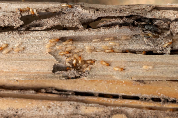 Best Best Pest Control Companies  in Providence, RI