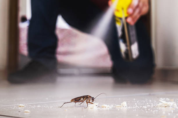 Reliable Providence, RI Pest Control Solutions